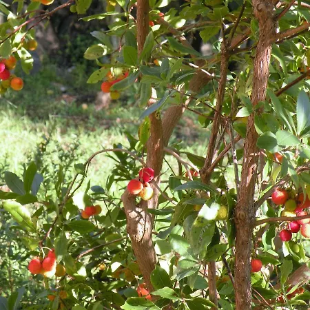 Дом отдыха Trullo Maria Vittoria